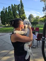 The fearless Trooper, a male Sheepadoodle and Poodle - Standard  for sale in Kennewick, WA – 5 of 8