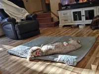 Innocent Alice, a female Sheepadoodle for sale in Kennewick, WA – 8 of 8