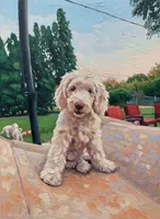 Ranger, a male Sheepadoodle for sale in Kennewick, WA – 7 of 7