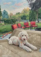 Ranger, a male Sheepadoodle for sale in Kennewick, WA – 4 of 7