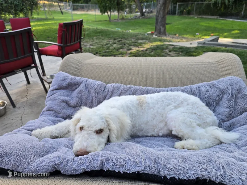 The Marvelous Maev – Sheepadoodle, Shepadoodle puppy for sale in Kennewick, WA