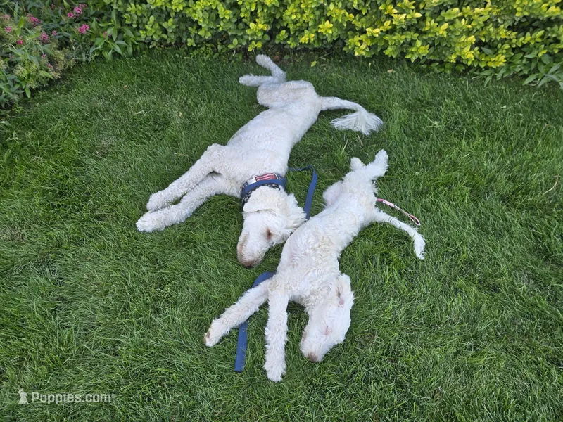 Ranger – Sheepadoodle, Poodle - Standard  puppy for sale in Kennewick, WA
