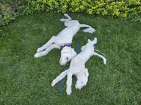 Ranger, a male Sheepadoodle and Poodle - Standard  for sale in Kennewick, WA – 1 of 9