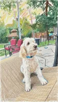 Ranger, a male Sheepadoodle for sale in Kennewick, WA – 6 of 7