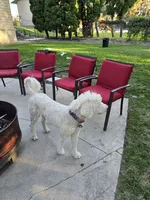 The Marvelous Maev, a female Sheepadoodle and Shepadoodle for sale in Kennewick, WA – 8 of 9