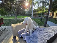 Innocent Alice, a female Sheepadoodle for sale in Kennewick, WA – 3 of 8