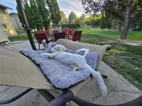 The Marvelous Maev, a female Sheepadoodle and Shepadoodle for sale in Kennewick, WA – 6 of 9