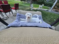 The Marvelous Maev, a female Sheepadoodle and Shepadoodle for sale in Kennewick, WA – 5 of 9