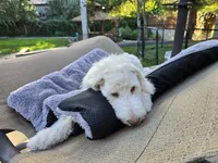 The fearless Trooper, a male Sheepadoodle and Poodle - Standard  for sale in Kennewick, WA – 3 of 8