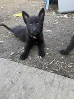 Red Boy, a male German Shepherd Dog for sale in Lincoln Park, MI – Photo 1 of 4