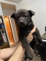 Boy pup, a  German Shepherd Dog for sale in Lincoln Park, MI – Photo 3 of 4