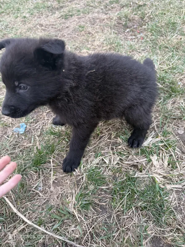 Boy pup, a  German Shepherd Dog for sale in Lincoln Park, MI – Photo 1 of 4