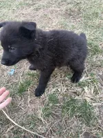 Boy pup, a  German Shepherd Dog for sale in Lincoln Park, MI – Photo 1 of 4