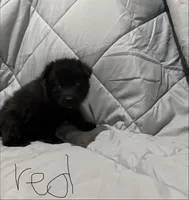 Red Boy, a male German Shepherd Dog for sale in Lincoln Park, MI – Photo 3 of 4