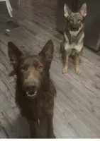 Red Boy, a male German Shepherd Dog for sale in Lincoln Park, MI – Photo 4 of 4