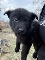 Red Boy, a male German Shepherd Dog for sale in Lincoln Park, MI – Photo 2 of 4