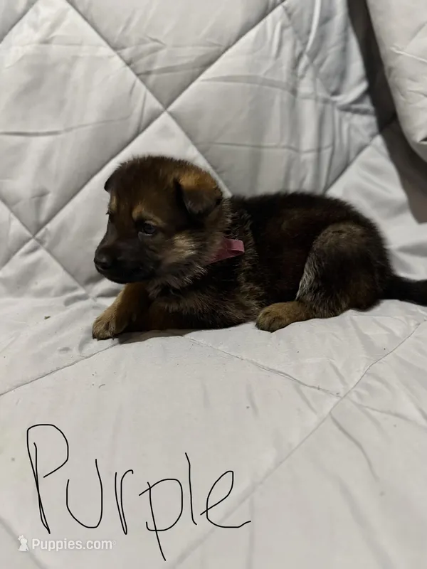 Moore pups , a male German Shepherd Dog for sale in Lincoln Park, MI – Photo 1 of 6