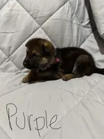 Moore pups , a male German Shepherd Dog for sale in Lincoln Park, MI – Photo 1 of 6