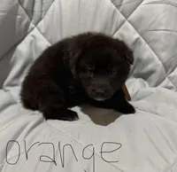 Moore pups , a male German Shepherd Dog for sale in Lincoln Park, MI – Photo 2 of 6