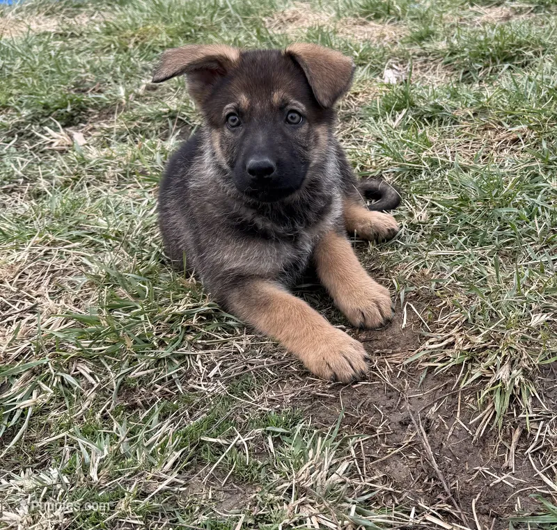 Purple girl – German Shepherd Dog puppy for sale in Lincoln Park, MI