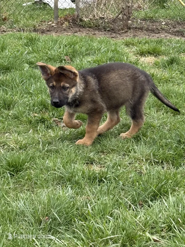 AKC Girl purple  – German Shepherd Dog puppy for sale in Lincoln Park, MI
