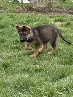 AKC Girl purple , a female German Shepherd Dog for sale in Lincoln Park, MI – Photo 1 of 6