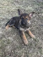 Purple girl, a female German Shepherd Dog for sale in Lincoln Park, MI – Photo 1 of 4