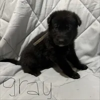 Moore pups , a male German Shepherd Dog for sale in Lincoln Park, MI – Photo 5 of 6