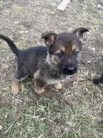 Purple girl, a female German Shepherd Dog for sale in Lincoln Park, MI – Photo 2 of 4
