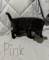 Moore pups , a male German Shepherd Dog for sale in Lincoln Park, MI – Photo 4 of 6