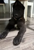 AKC Girl Orange , a female German Shepherd Dog for sale in Lincoln Park, MI – Photo 2 of 7