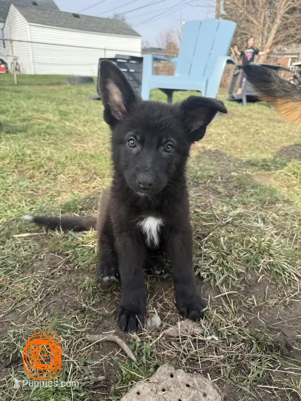 Orange girl – German Shepherd Dog puppy for sale in Lincoln Park, MI