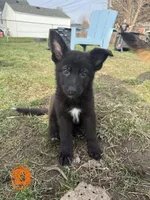 Orange girl, a female German Shepherd Dog for sale in Lincoln Park, MI – Photo 1 of 5