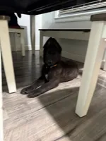 AKC Girl Orange , a female German Shepherd Dog for sale in Lincoln Park, MI – Photo 1 of 7