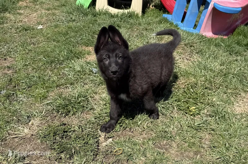 AKC Girl Orange  – German Shepherd Dog puppy for sale in Lincoln Park, MI