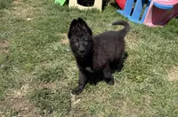 AKC Girl Orange , a female German Shepherd Dog for sale in Lincoln Park, MI – Photo 3 of 7