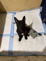 AKC Girl Orange , a female German Shepherd Dog for sale in Lincoln Park, MI – Photo 2 of 6