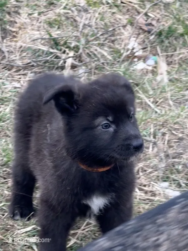 Girl puppy – German Shepherd Dog puppy for sale in Lincoln Park, MI