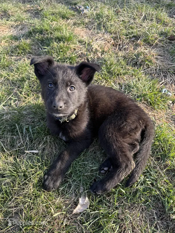 Boy pup  – German Shepherd Dog puppy for sale in Lincoln Park, MI
