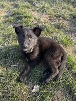 Gray Boy, a male German Shepherd Dog for sale in Lincoln Park, MI – Photo 1 of 4