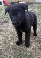 Gray Boy, a male German Shepherd Dog for sale in Lincoln Park, MI – Photo 2 of 4