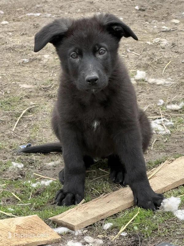 AKC Girl pink  – German Shepherd Dog puppy for sale in Lincoln Park, MI