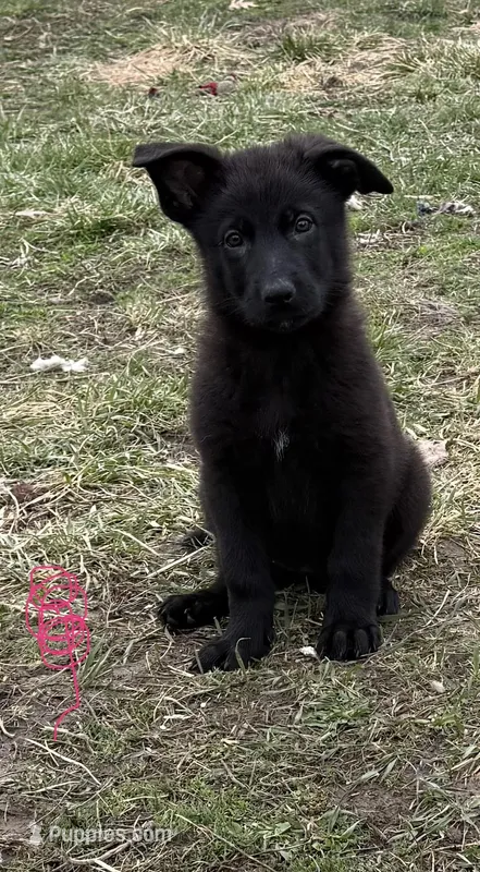 Pink Girl  – German Shepherd Dog puppy for sale in Lincoln Park, MI