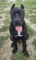 Black Male - Orange collar, a male Cane Corso for sale in Merritt Island, FL – 2 of 6