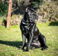 Brindle Male - Purple collar, a male Cane Corso for sale in Las Vegas, NV – Photo 5 of 5
