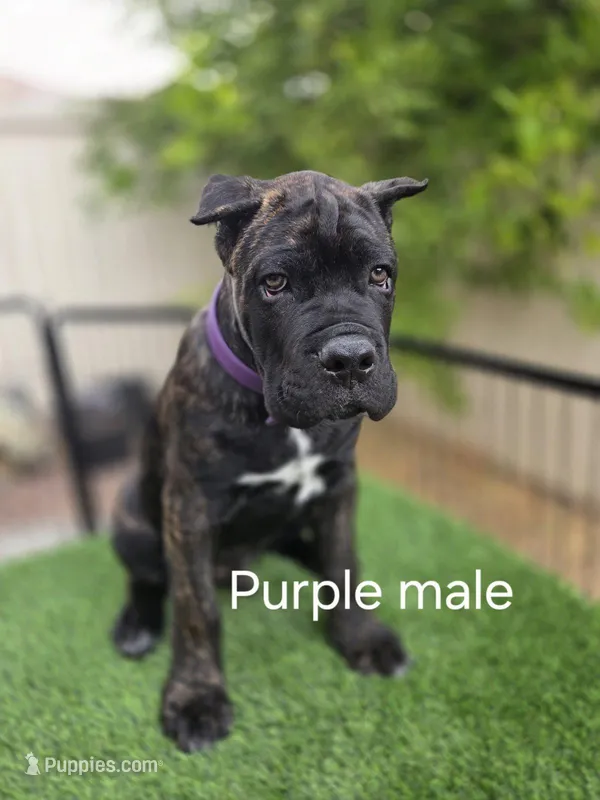 Brindle Male - Purple collar – Cane Corso puppy for sale in Las Vegas, NV