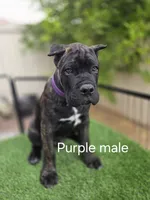 Brindle Male - Purple collar, a male Cane Corso for sale in Las Vegas, NV – Photo 1 of 5