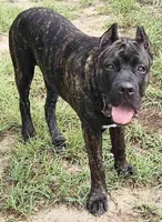 Brindle Male - Purple collar, a male Cane Corso for sale in Merritt Island, FL – 4 of 7