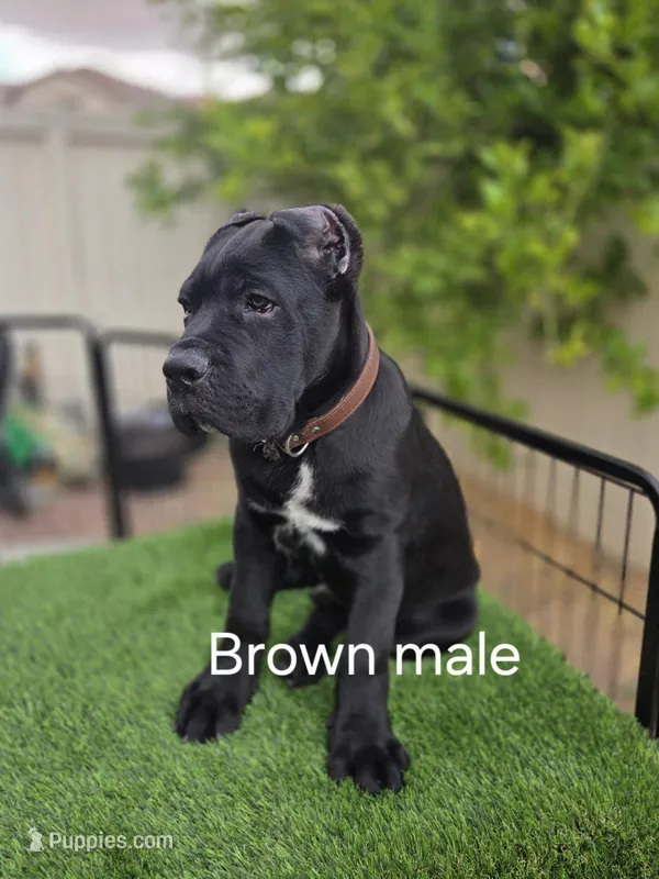 Black Male - Brown collar – Cane Corso puppy for sale in Las Vegas, NV