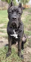 Brindle Male - Purple collar, a male Cane Corso for sale in Merritt Island, FL – 2 of 7
